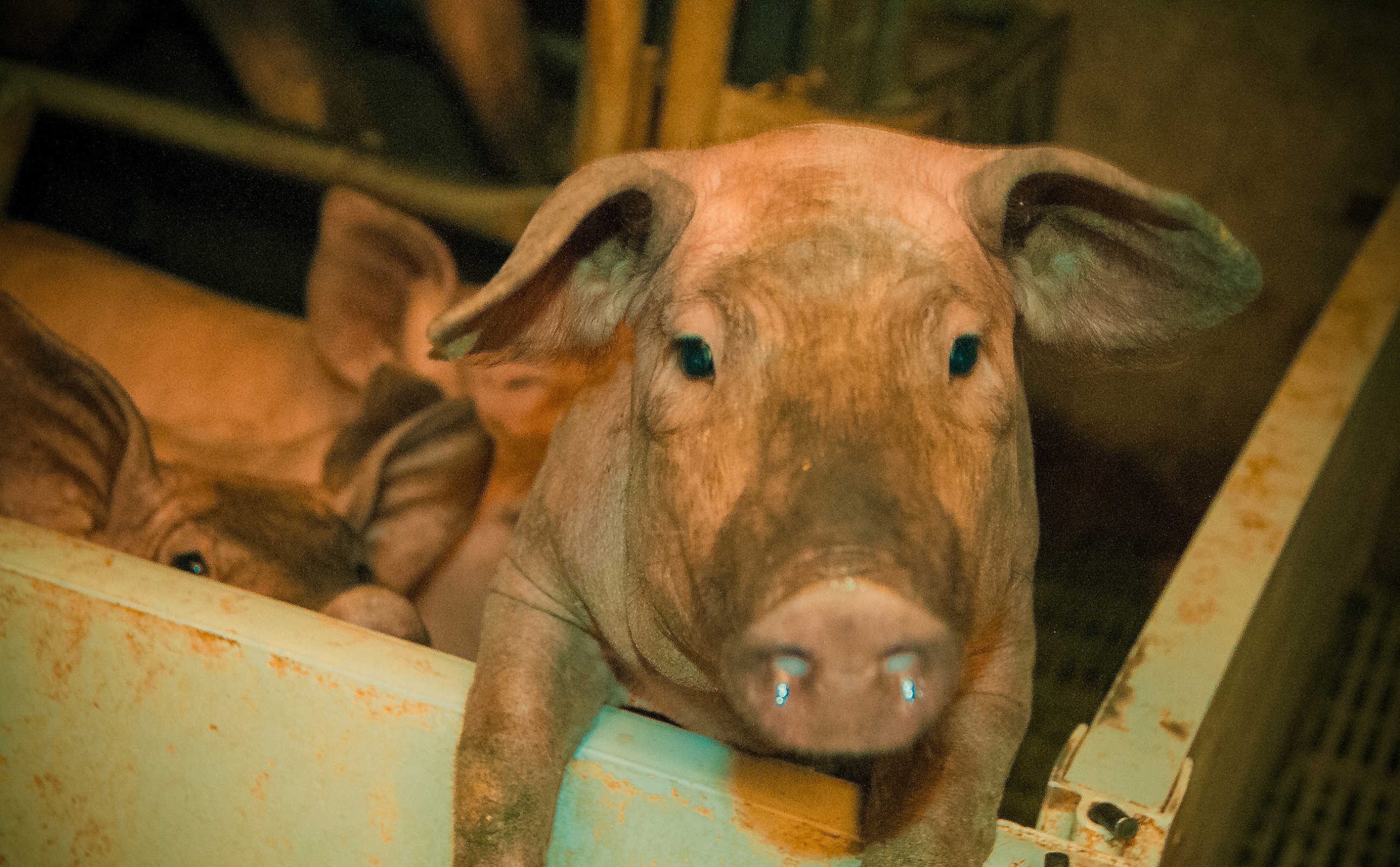 Bienestar animal y cerdo ibérico: Parámetros de confort térmico en naves de parto