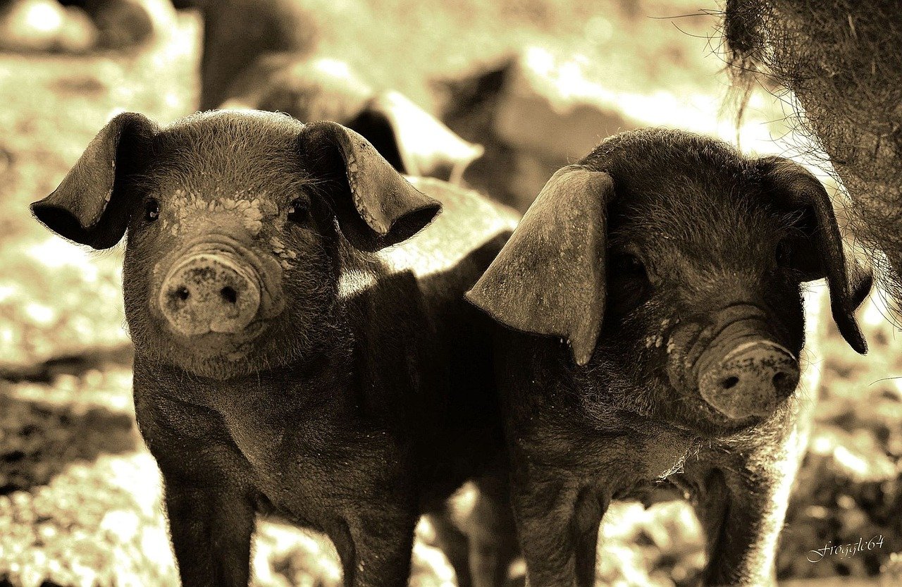 Sustitución de antibióticos por aditivos funcionales en estárter de lechones ibéricos
