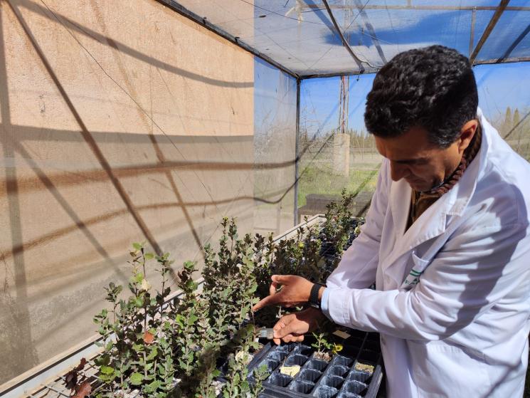 Investigadores demuestran que el otoño es la mejor época del año para repoblar las dehesas