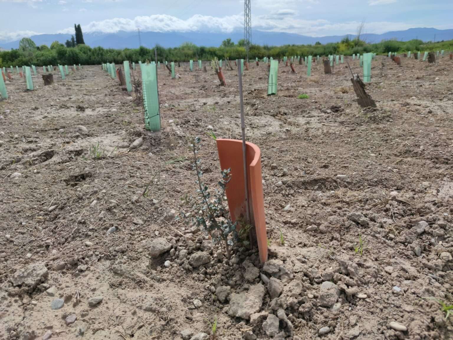 Demuestran la ineficiencia de los protectores microclimáticos para mejorar la supervivencia y el desarrollo de las encinas