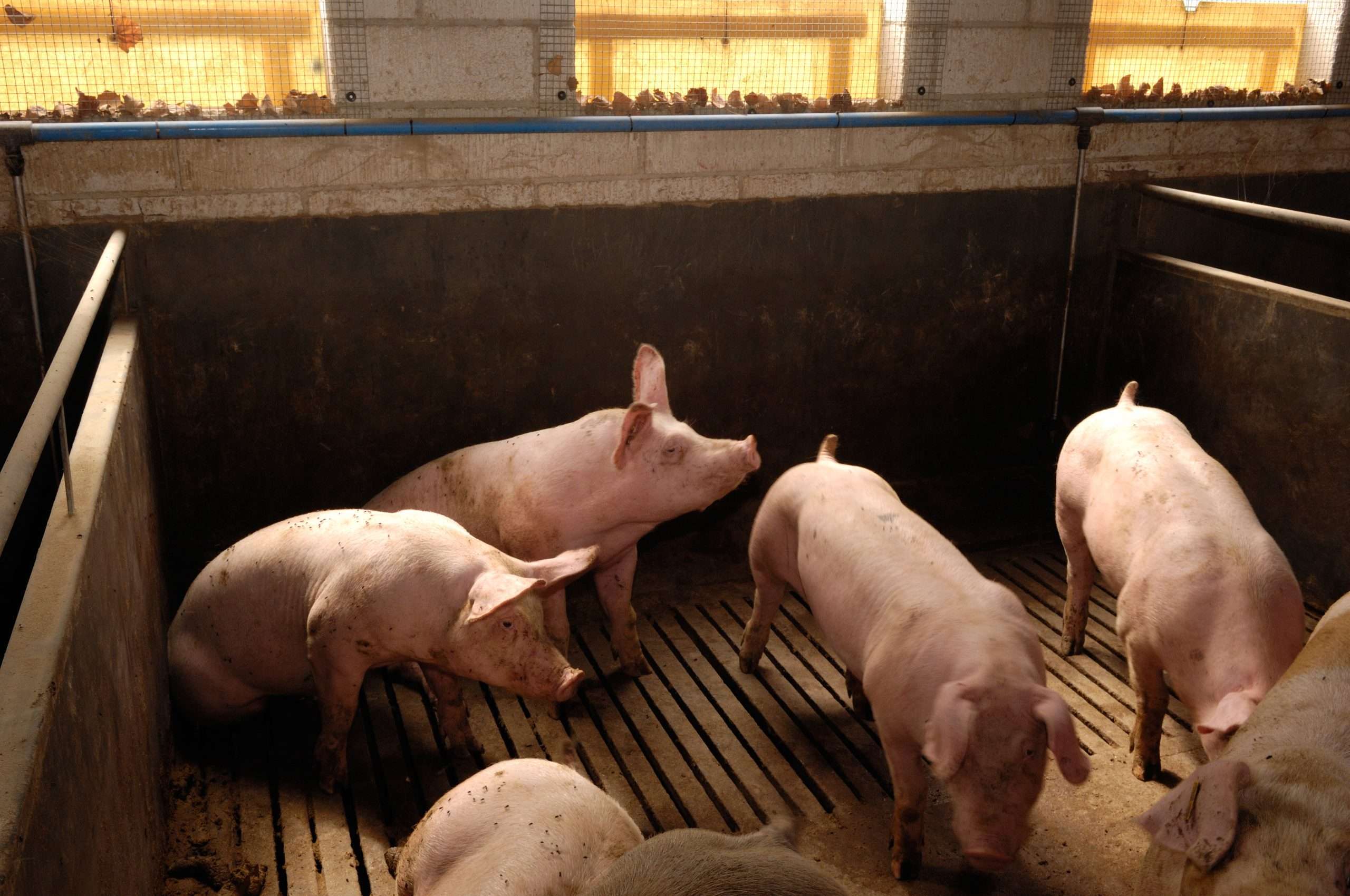 Aumento de los precios y la demanda en el mercado porcino, destacando el impulso de Alemania