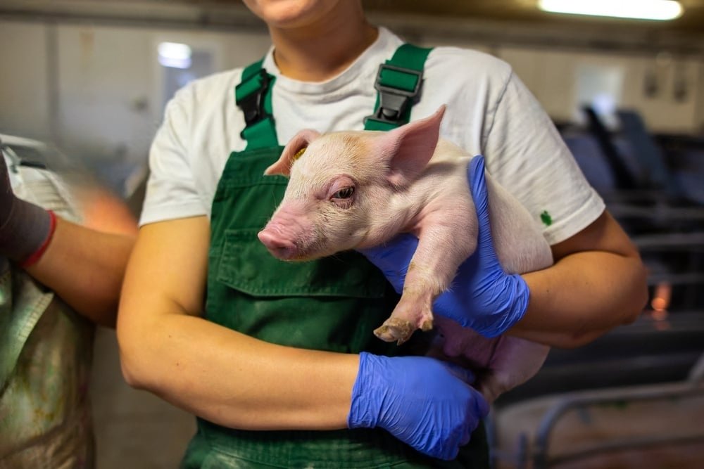 La producción y comercio del mercado porcino europeo crecieron en 2024, pero la fiebre aftosa presiona los precios en 2025