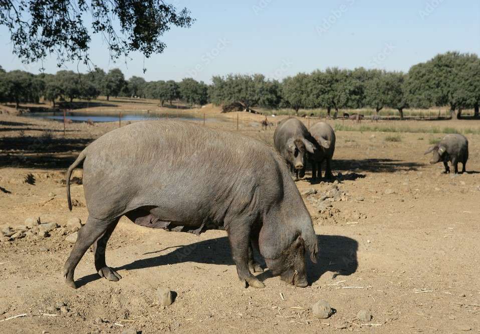 Índice Nacional de porcino ibérico de la semana 20