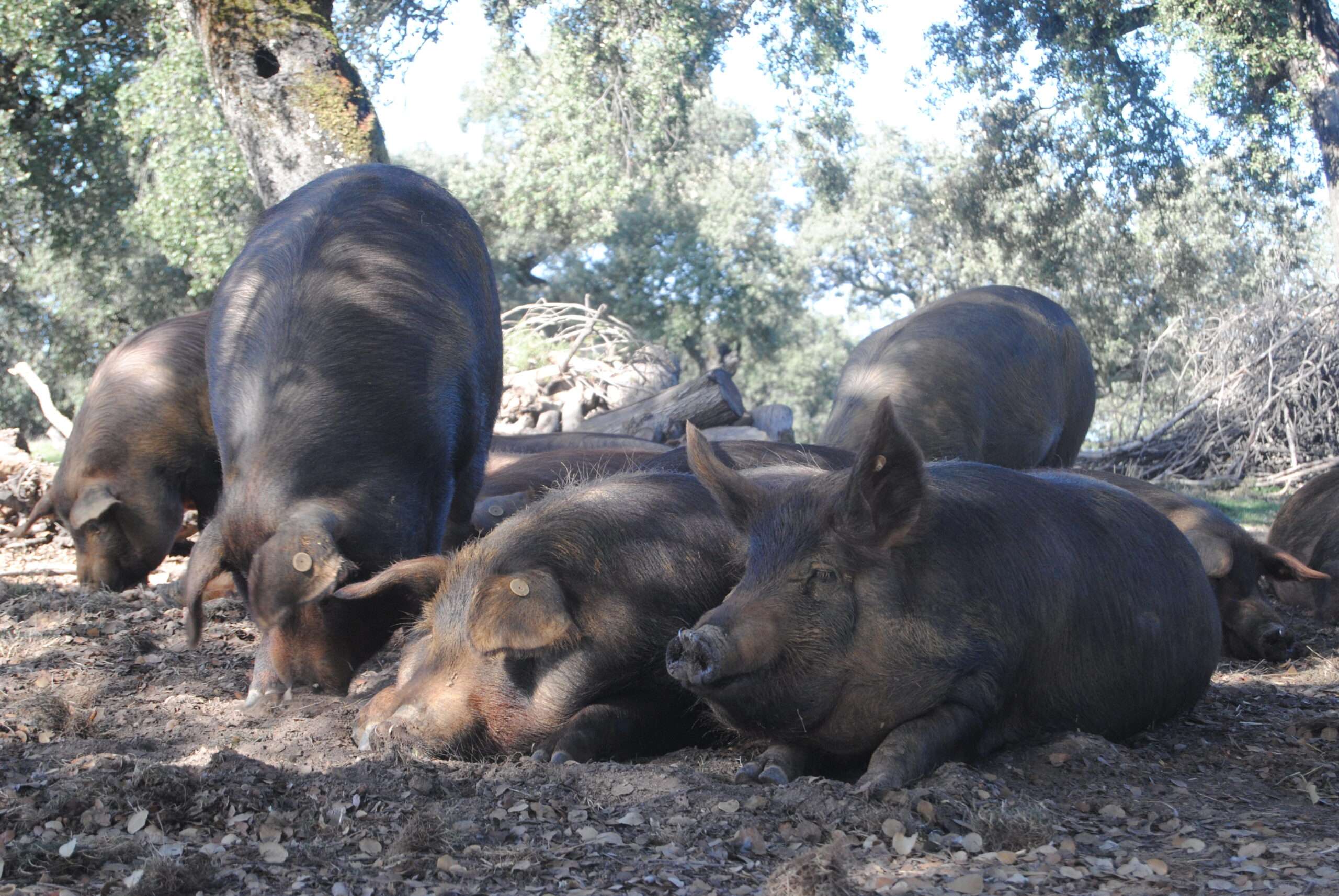 Cotizaciones a 19 de mayo de 2025 de la mesa de porcino ibérico de Sevilla