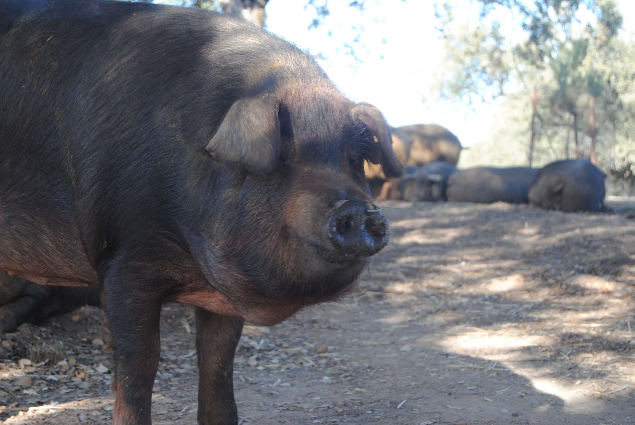 Cotizaciones a 26 de mayo de la mesa de porcino ibérico de Sevilla