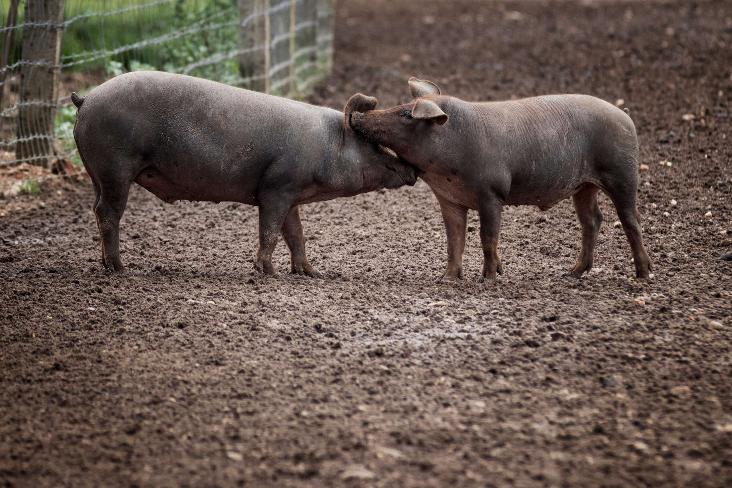 Cotizaciones a 12 de mayo de 2025 de la mesa de porcino ibérico de Salamanca