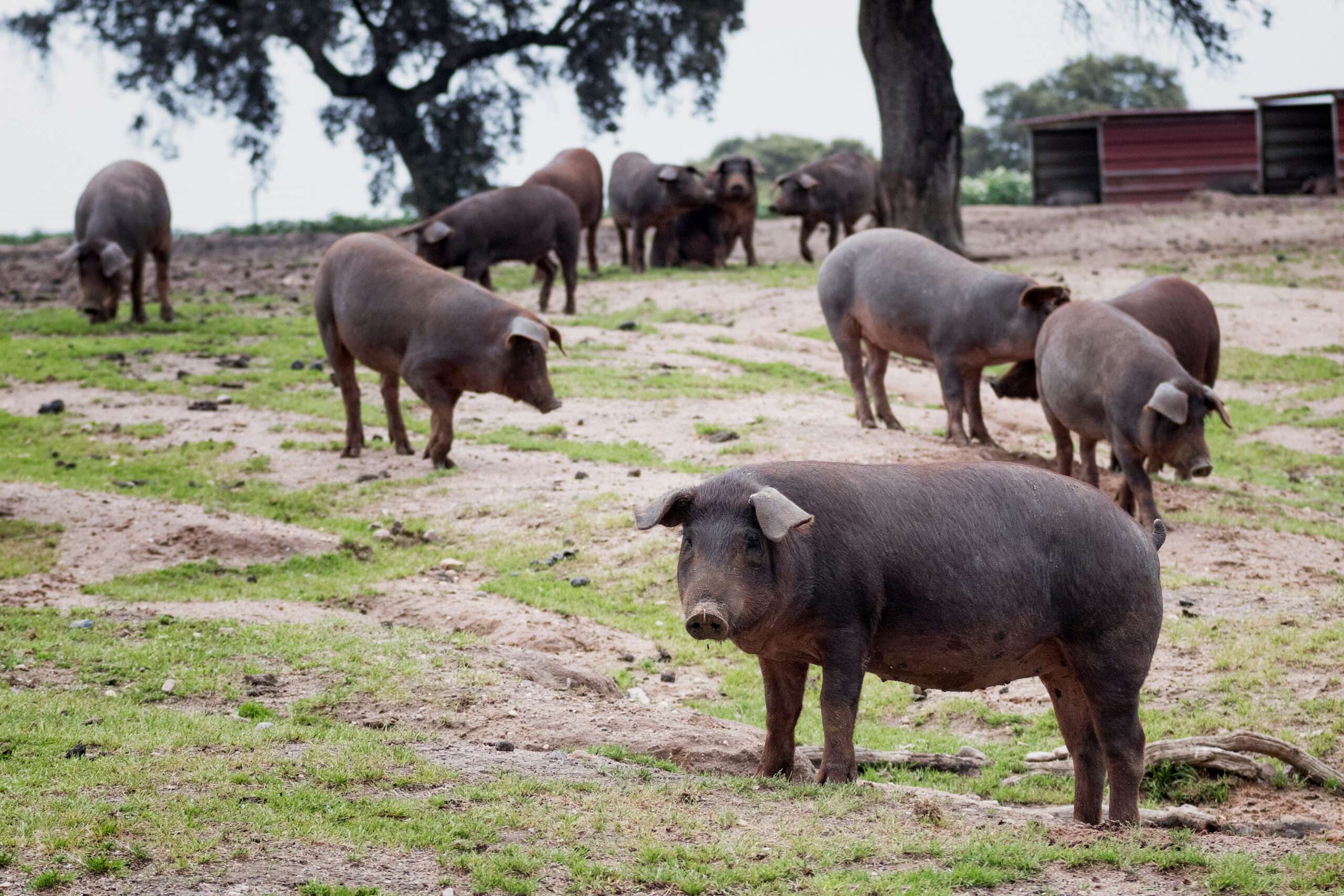 Cotizaciones a 22 de mayo de la mesa de porcino ibérico de Huelva