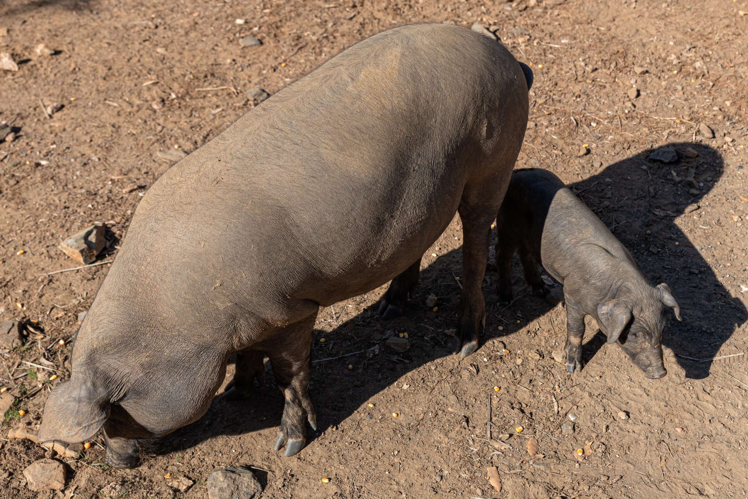 Cotizaciones a 12 de mayo de 2025 de la mesa de porcino ibérico de Sevilla