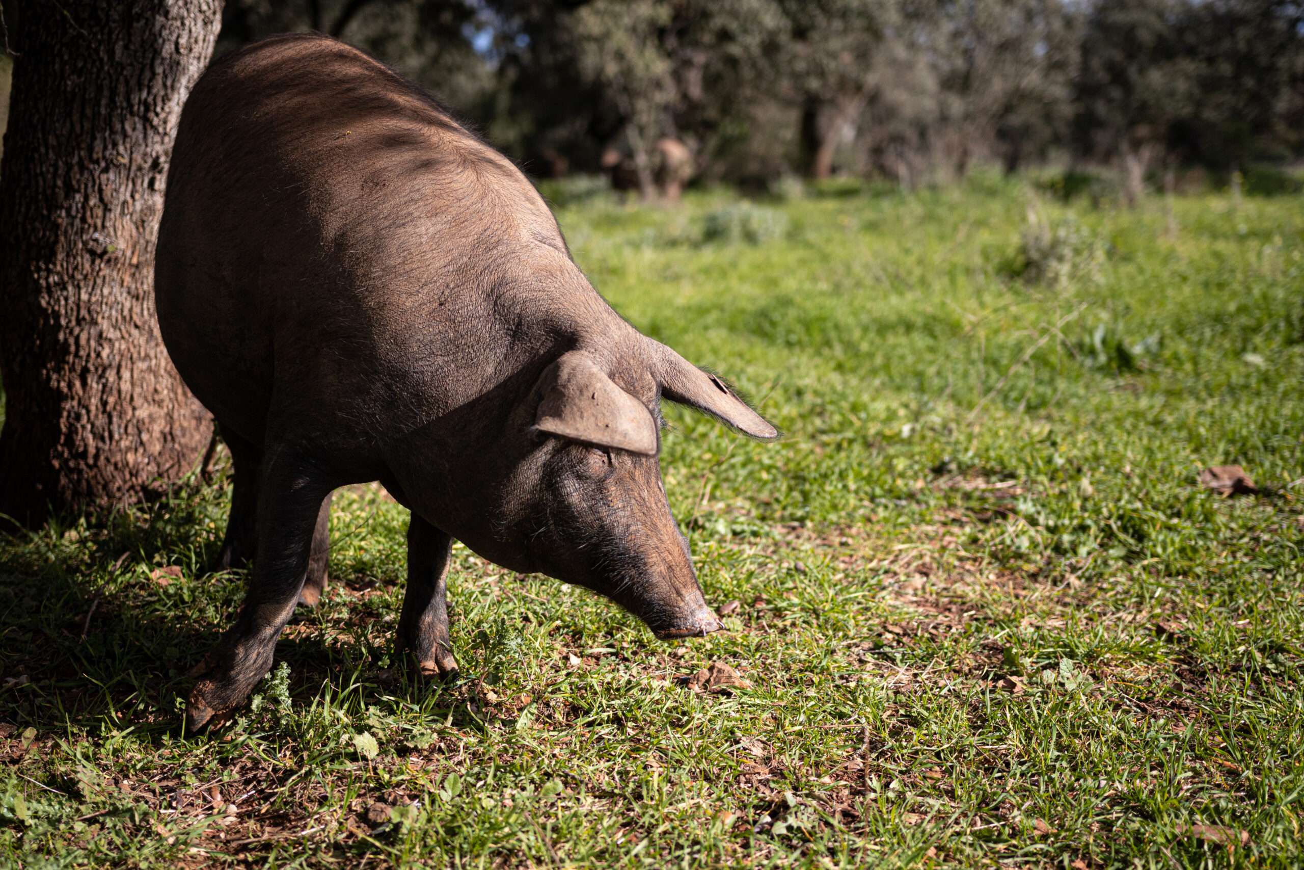 Cotizaciones a 22 de mayo de 2025 de la mesa de porcino ibérico de Córdoba