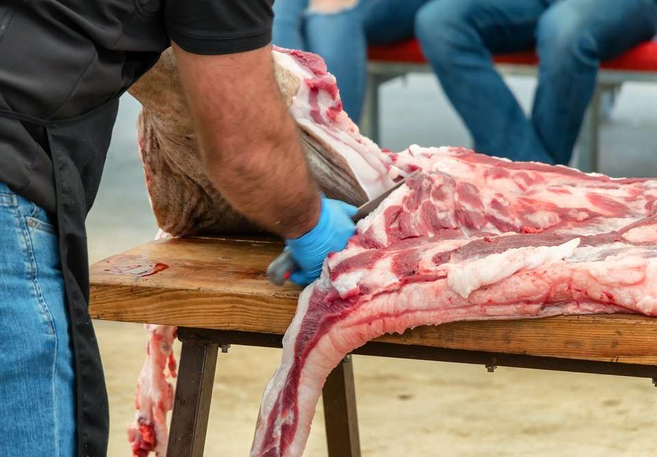 Datos de sacrificios de porcino ibérico de la semana 20