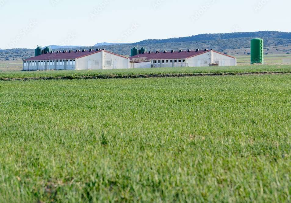 El sector porcino mantuvo su posición en la economía española en 2024, recuperando su consumo interno, aunque disminuyendo en el mercado exterior
