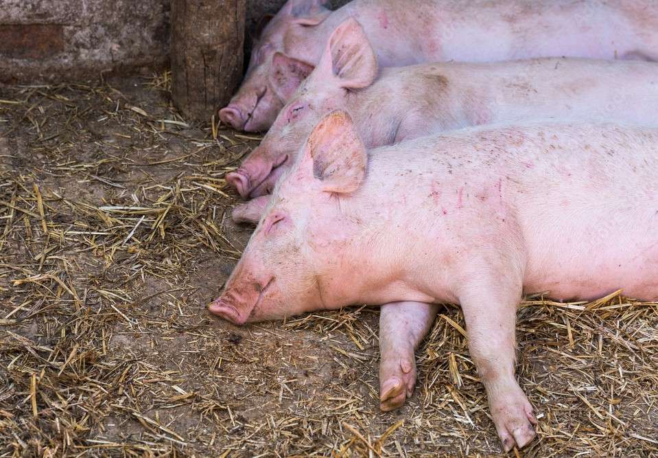 Calma contenida en el mercado porcino europeo ante la inminente desaceleración veraniega