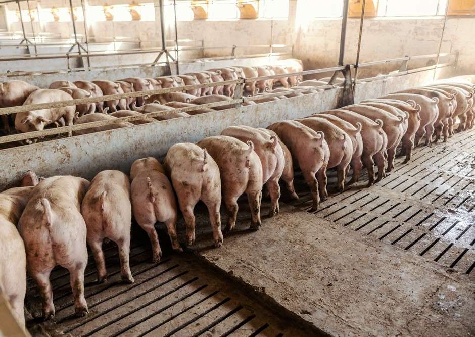 El impacto del diseño del suelo y la ventilación auxiliar sobre la calidad del aire en sistemas de engorde porcino