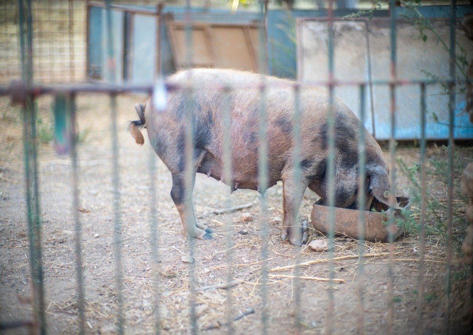 Cotizaciones a 12 de junio de 2025 de la mesa de porcino ibérico de Huelva