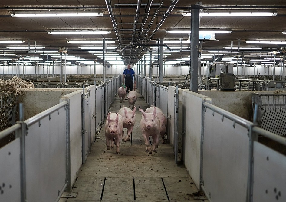 El sector porcino industrial en Europa: entre el crecimiento sostenible y los desafíos regulatorios