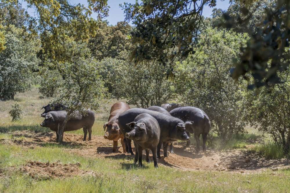 Cotizaciones a 16 de junio de 2025 de la mesa de porcino ibérico de Salamanca