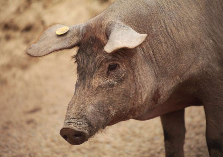 Cotizaciones a 16 de junio de la mesa de porcino ibérico de Sevilla