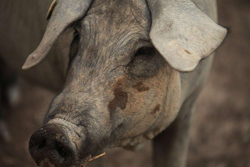 Cotizaciones a 30 de junio de la mesa de porcino ibérico de Sevilla