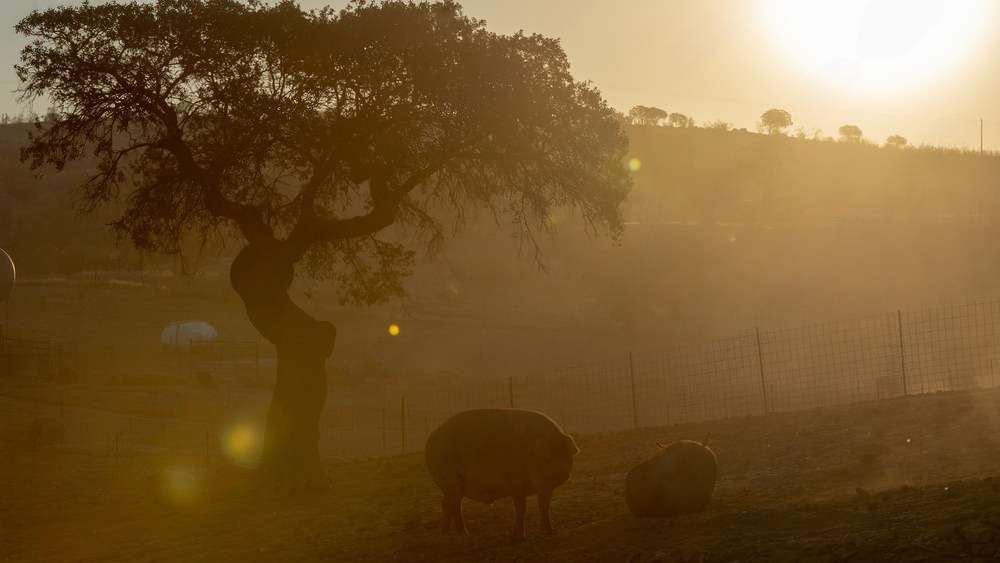 Cotizaciones a 10 de julio de la mesa de porcino ibérico de Córdoba
