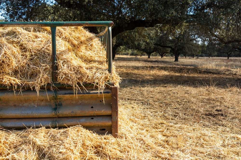 Un proyecto hispano-luso que promueve la conservación de la dehesa con prácticas sostenibles y ayudas orientadas a resultados