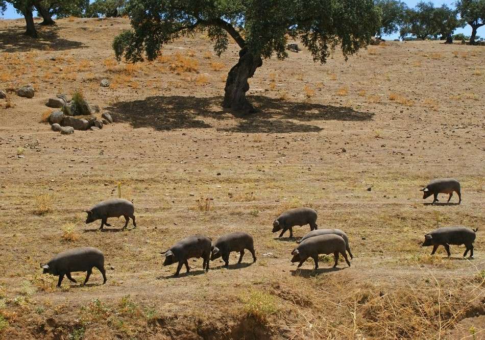 Índice Nacional de porcino ibérico de la semana 26 de 2025
