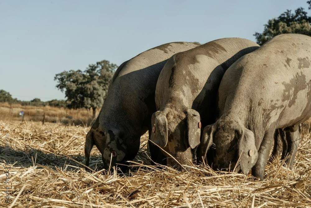 Consecuencia del enriquecimiento del espacio sobre la calidad de la carne de cerdo ibérico