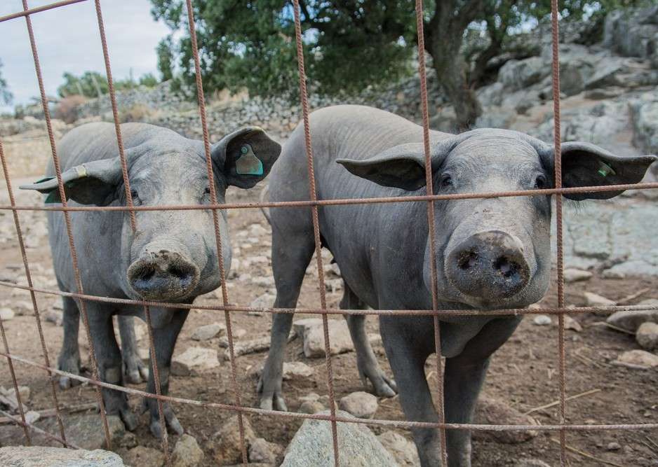 Cotizaciones a 7 de julio de 2025 de la mesa de porcino ibérico de Salamanca