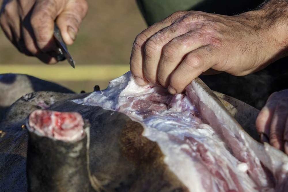 Datos de sacrificios de porcino ibérico de la semana 34