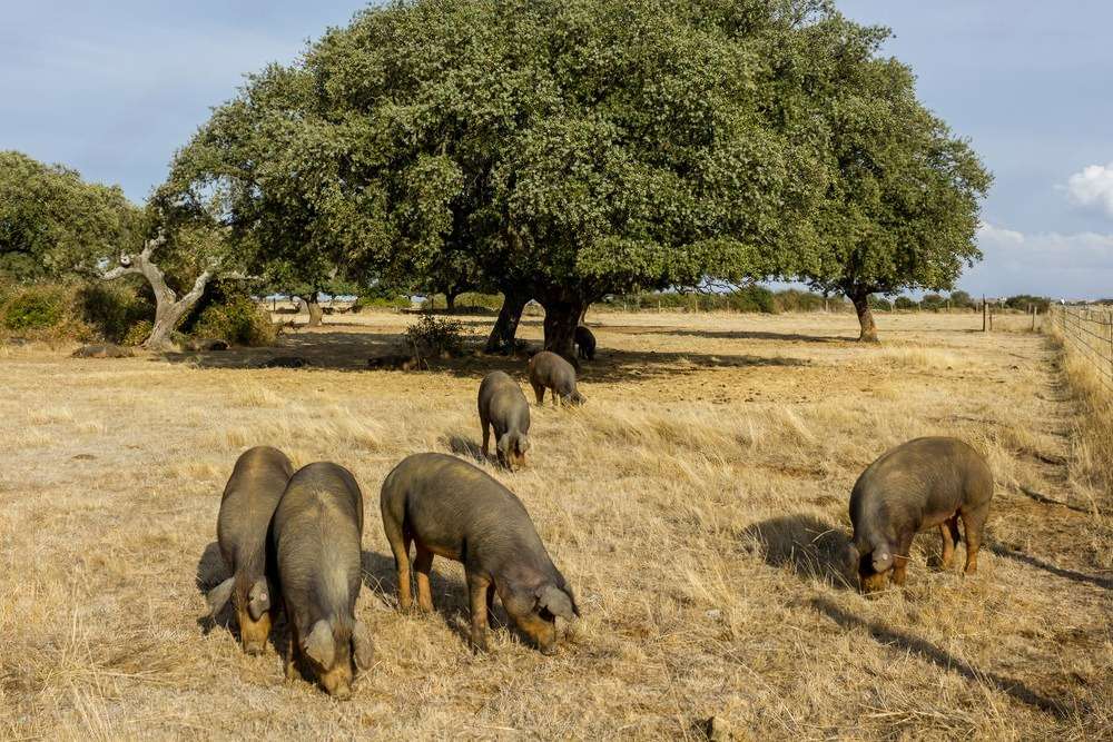 Cotizaciones a 18 de agosto de la mesa de porcino ibérico de Salamanca