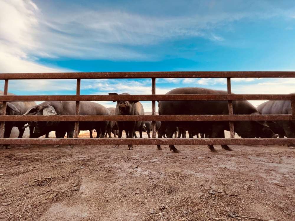 Cotizaciones a 25 de agosto de 2025 de la mesa de porcino ibérico de Salamanca