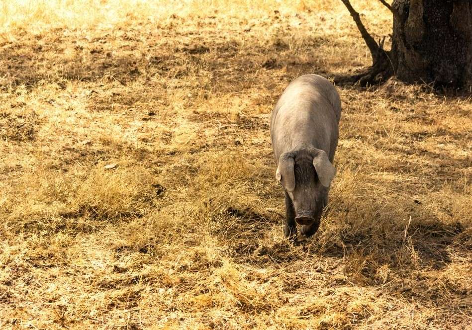 Cotizaciones a 25 de agosto de 2025 de la mesa de porcino ibérico de Sevilla