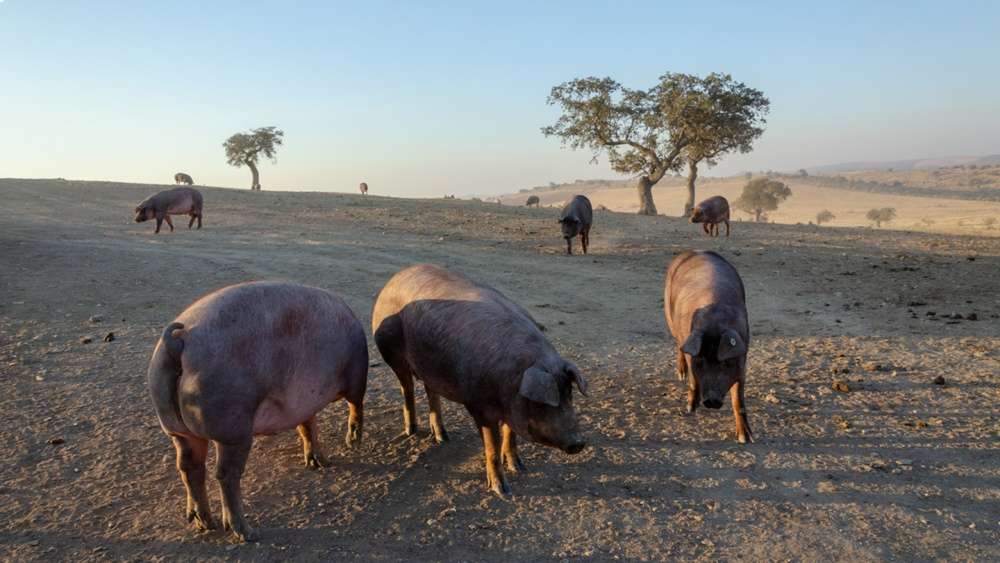 Cotizaciones a 4 de agosto de la mesa de porcino ibérico de Sevilla