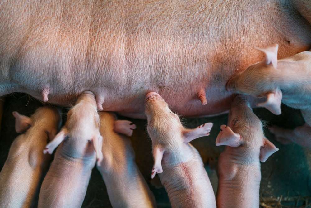 Resultados del censo porcino en Europa: Aumento ligero en cerdos, pero descensos significativos en reproductoras