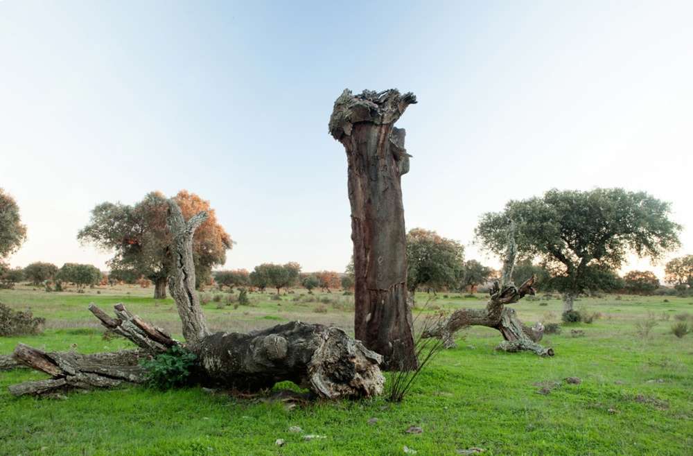 Más de 99.000 hectáreas de Andalucia quedan fuera del plan de subvenciones contra la Seca