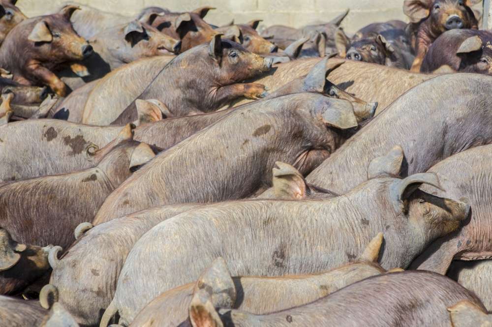 La nutrición proteica en el ciclo productivo del cerdo ibérico puro