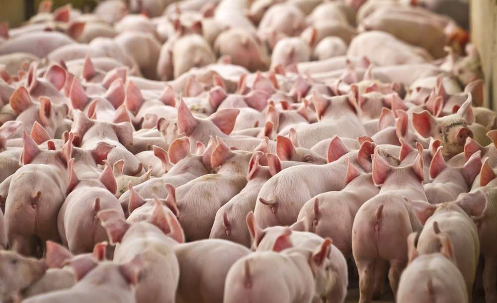 El mercado porcino europeo continúa sin señales de reactivación, con presión sobre la carne y exportaciones débiles