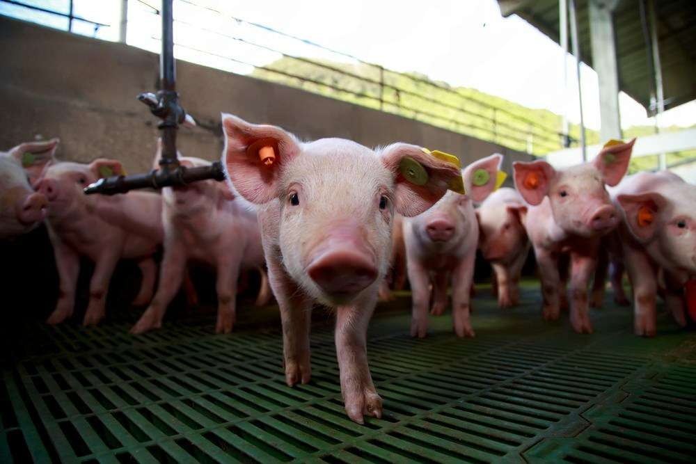 Debilidad en el mercado porcino europeo, estabilidad en Estados Unidos y cautela en China