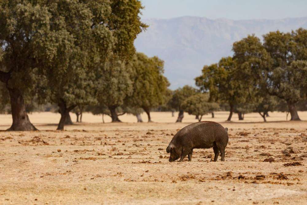 Cotizaciones a 11 de septiembre de la mesa de porcino ibérico de Huelva