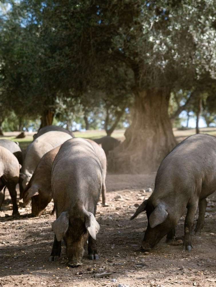 Índice Nacional de porcino ibérico de la semana 36