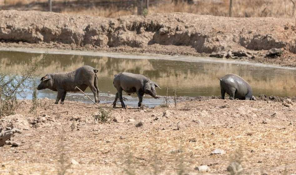 Índice Nacional de porcino ibérico de la semana 37 de 2025