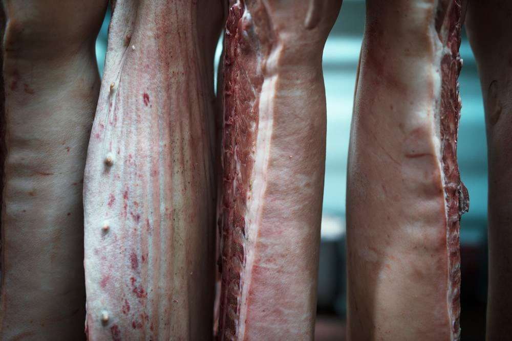 Datos de sacrificios de porcino ibérico de la semana 38
