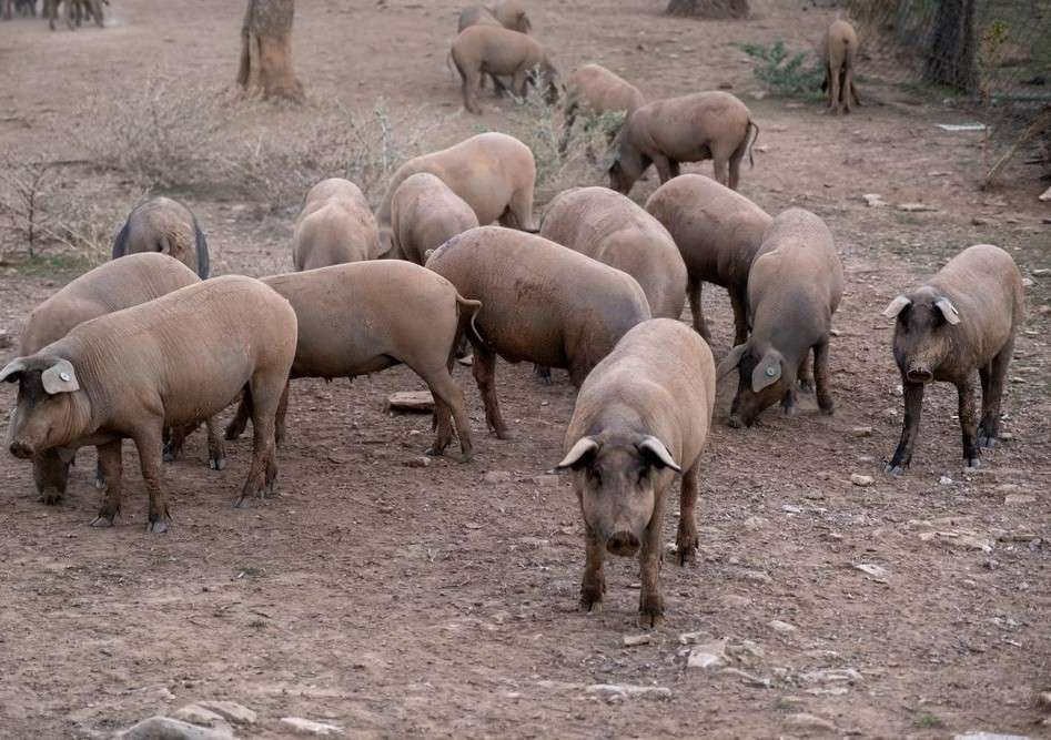 Cotizaciones a 8 de septiembre de 2025 de la mesa de porcino ibérico de Salamanca