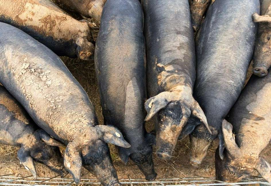 Cotizaciones a 15 de septiembre de la mesa de porcino ibérico de Salamanca