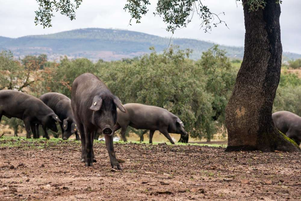 Cotizaciones a 22 de septiembre de 2025 de la mesa de porcino ibérico de Salamanca