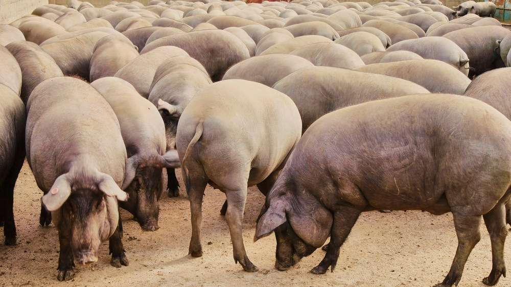 Cotizaciones a 29 de septiembre de la mesa de porcino ibérico de Salamanca