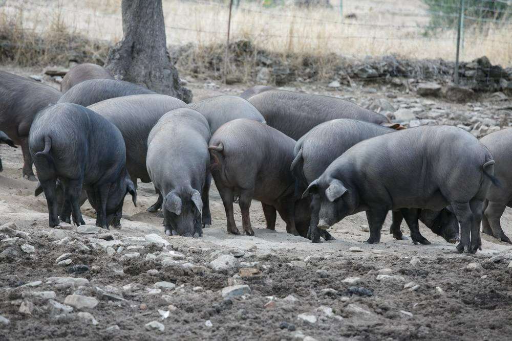 Cotizaciones a 8 de septiembre de 2025 de la mesa de porcino ibérico de Sevilla