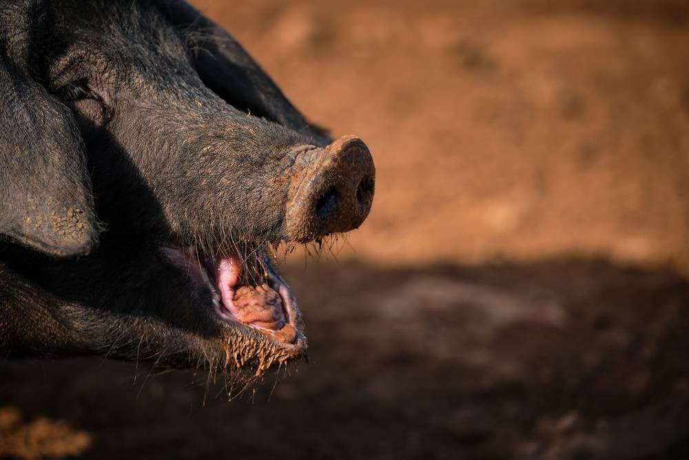 Cotizaciones a 15 de septiembre de la mesa de porcino ibérico de Sevilla