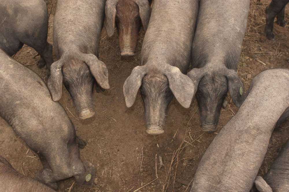 Cotizaciones a 9 de octubre de la mesa de porcino ibérico de Córdoba