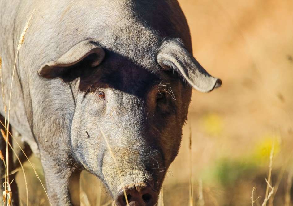La montanera asoma en Extremadura: los ganaderos esperan la lluvia y los cerdos la bellota