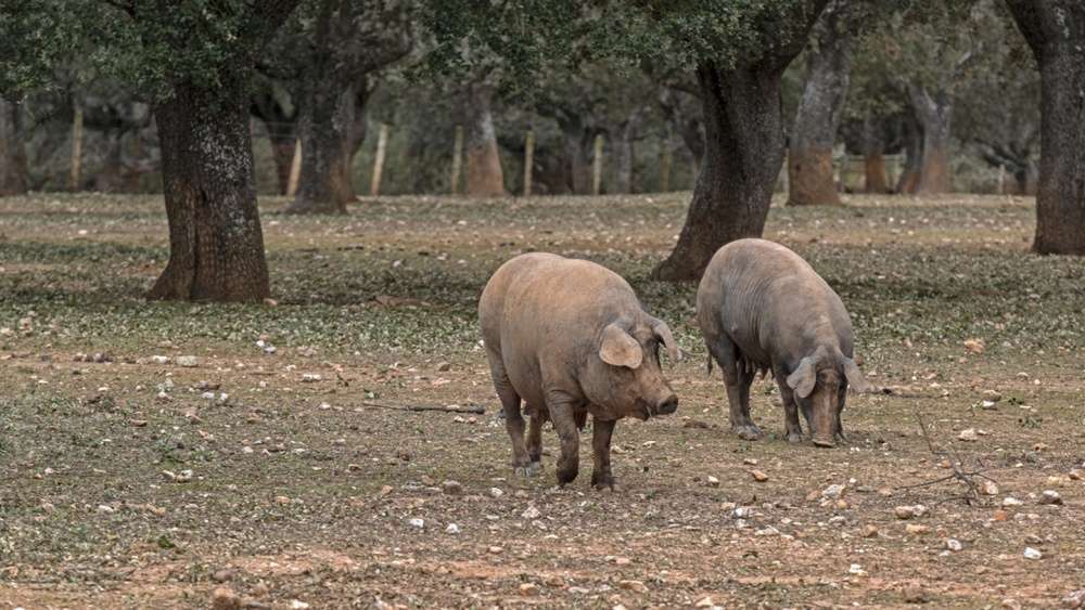 Cotizaciones a 16 de octubre de 2025 de la mesa de porcino ibérico de Huelva